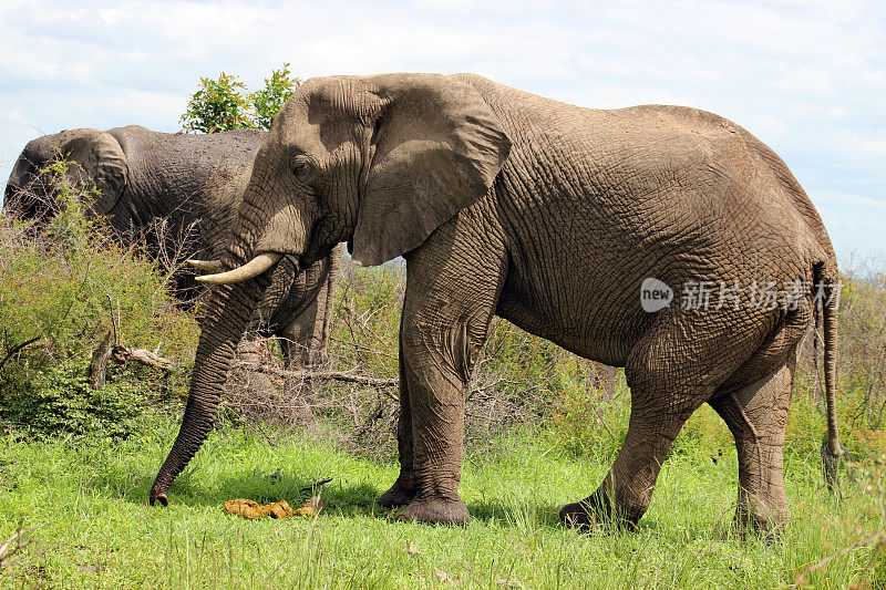 五大非洲丛林象群(Loxodonta africana)，也被称为非洲草原象，位于南非普马兰加省克鲁格国家公园南部地区